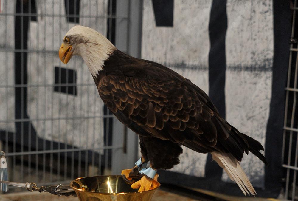 Immagine news Serie A n.1