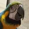 Brasile, pappagallo invade il campo della Selecao olimpica: il suo nome è Pelè