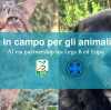 'Insieme in campo per gli animali': al via la partnership tra Lega B ed Enpa