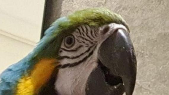 Brasile, pappagallo invade il campo della Selecao olimpica: il suo nome è Pelè
